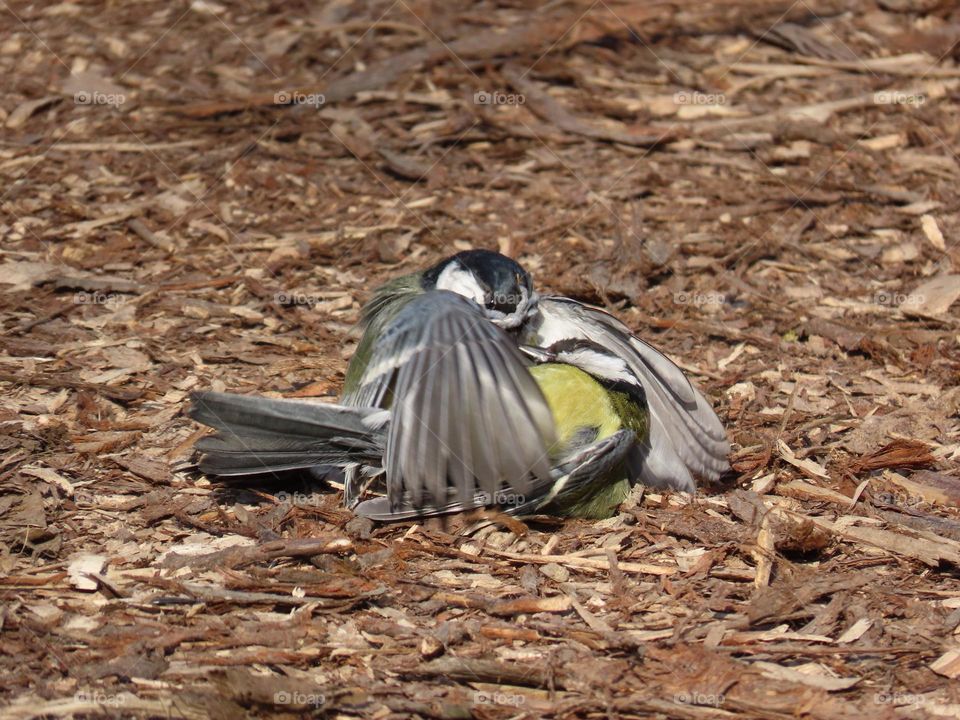 Fight of titmice