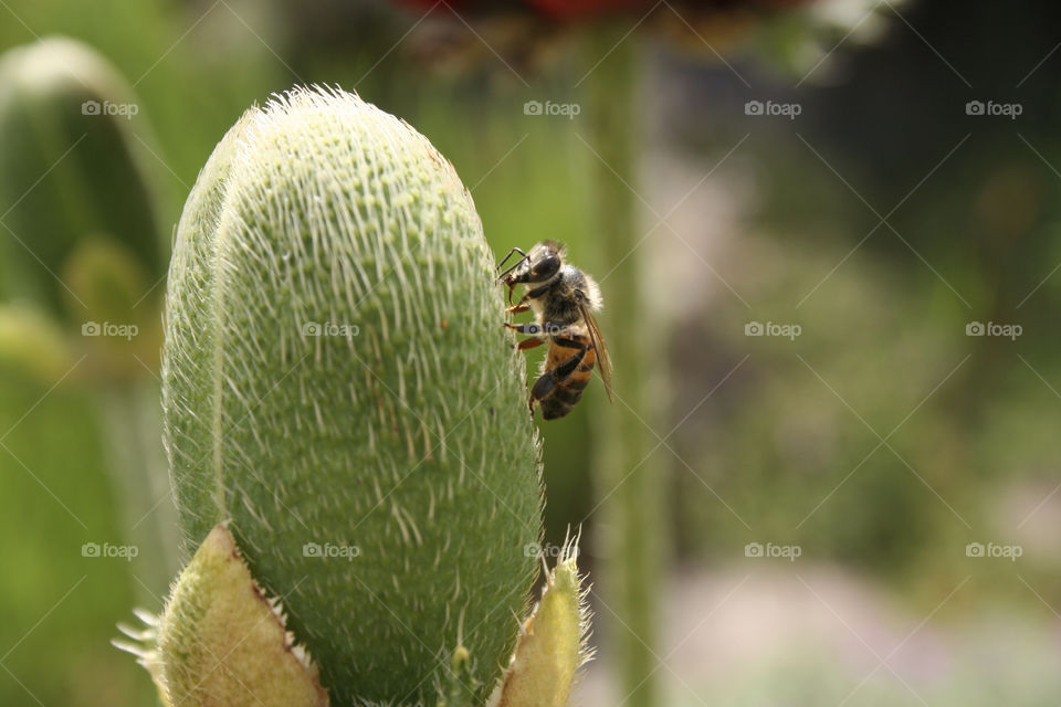 nature dashte lar honey bee iran by nader_esk