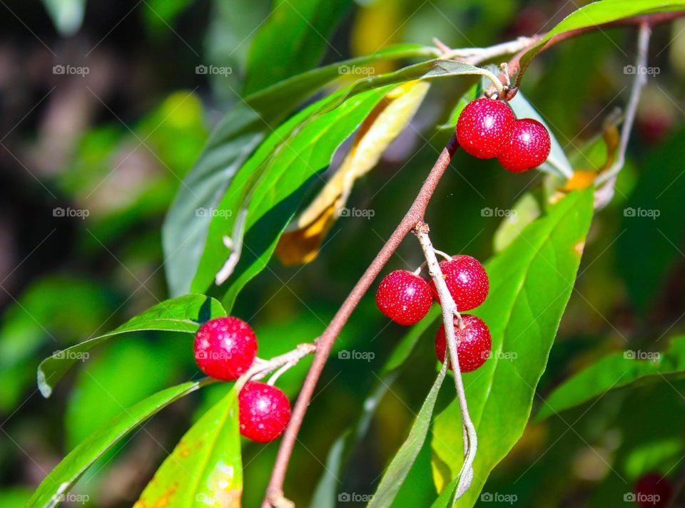 Very healthy autumn olive beries or Elaeagnus umbellata