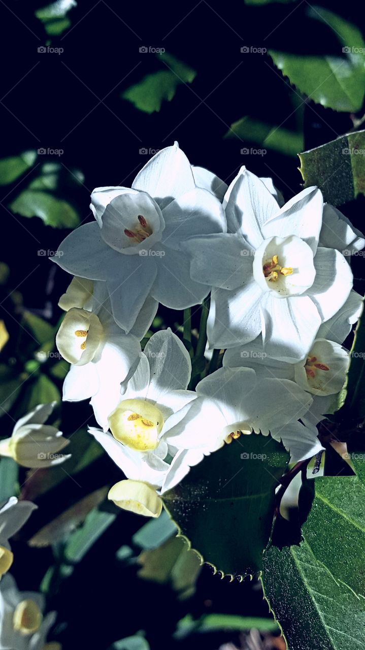 White flowers blooming in the afternoon sun.