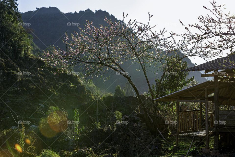 spring in Ha Giang , Vietnam with  Pink blossom flower in the sunshine