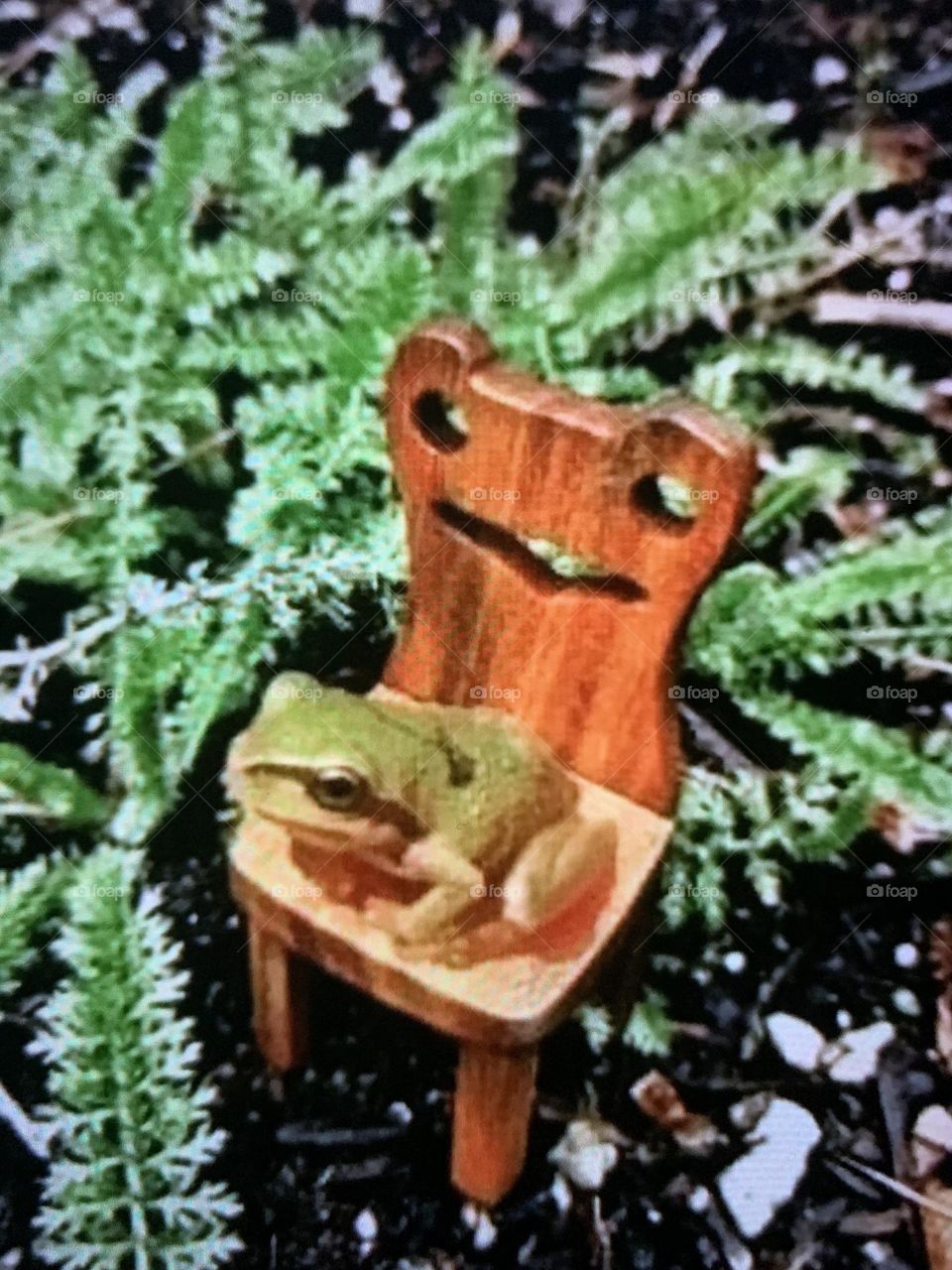 NOT a toadstool either !!