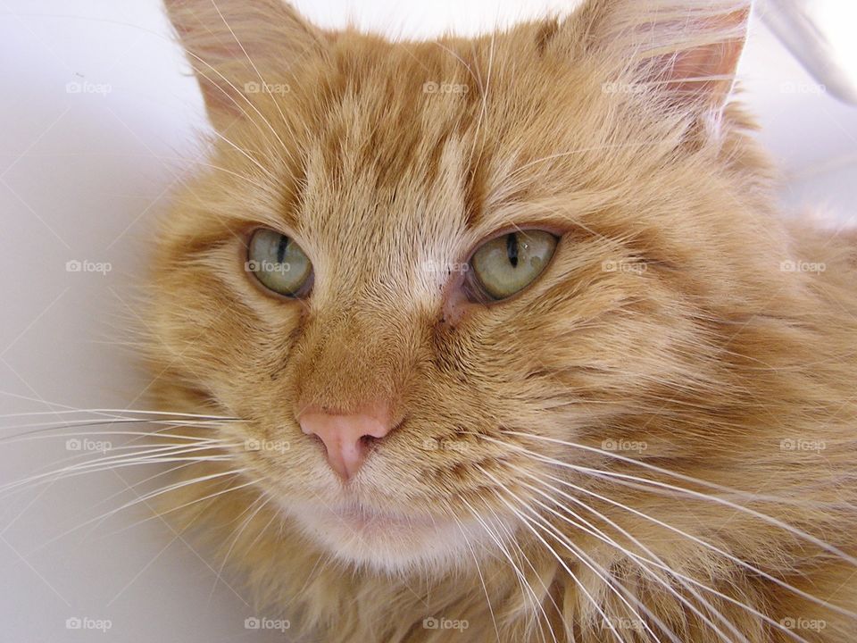 Orange Tabby Eyes. Orange tabby waiting for adoption