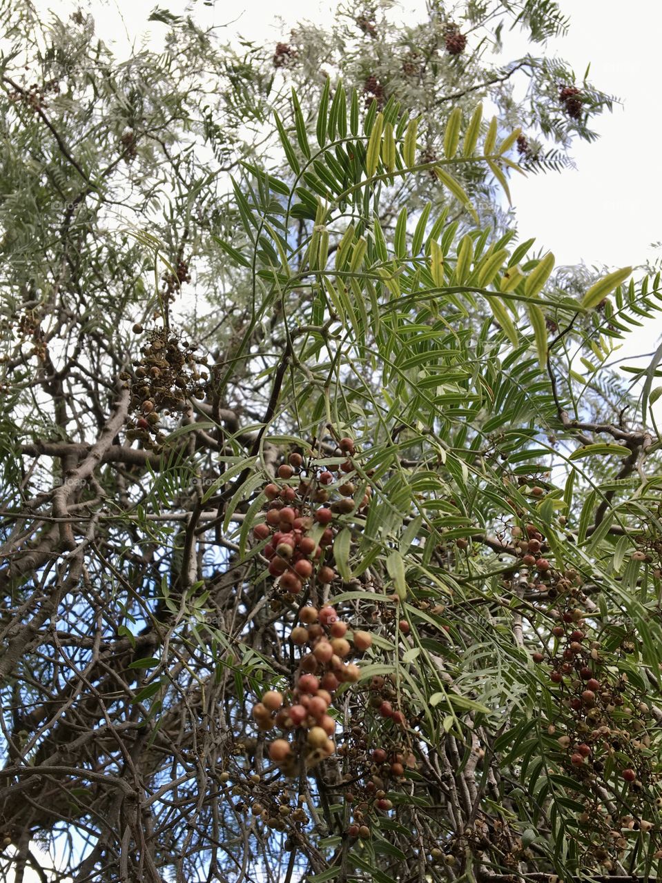 Tree with spicy berries