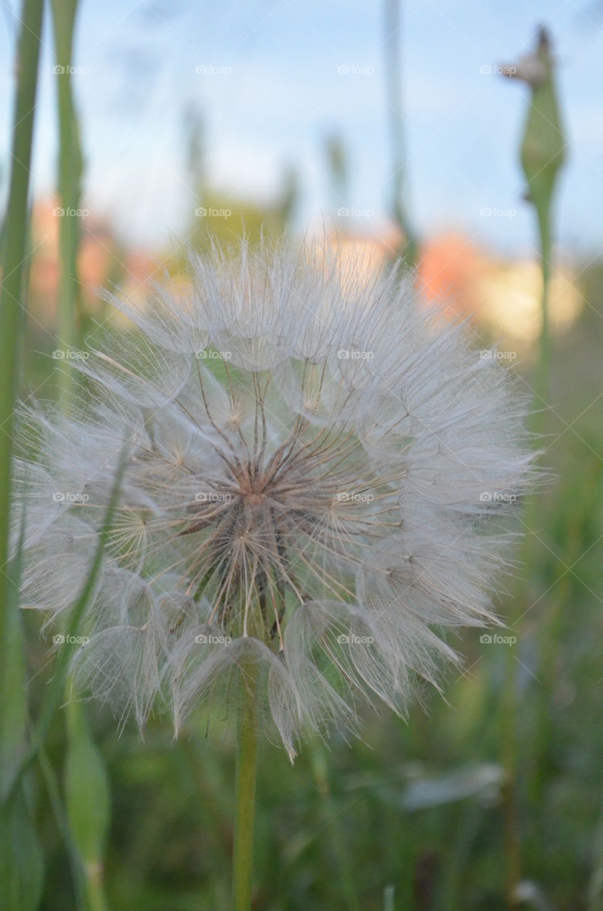 A lovely dandelion in the golden hour. Long and hot summer day. Surrounded by green. 
