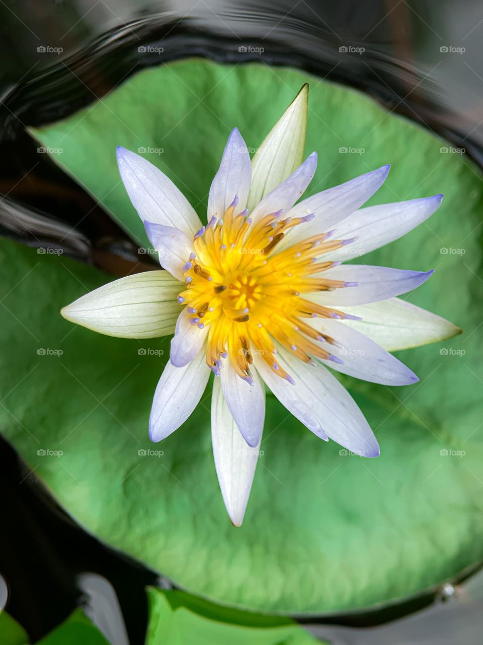 Close up view of a beautiful waterlily in a pond