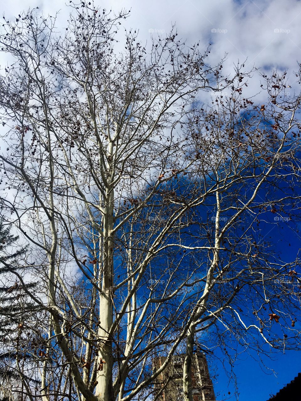 Nice tree and blue sky