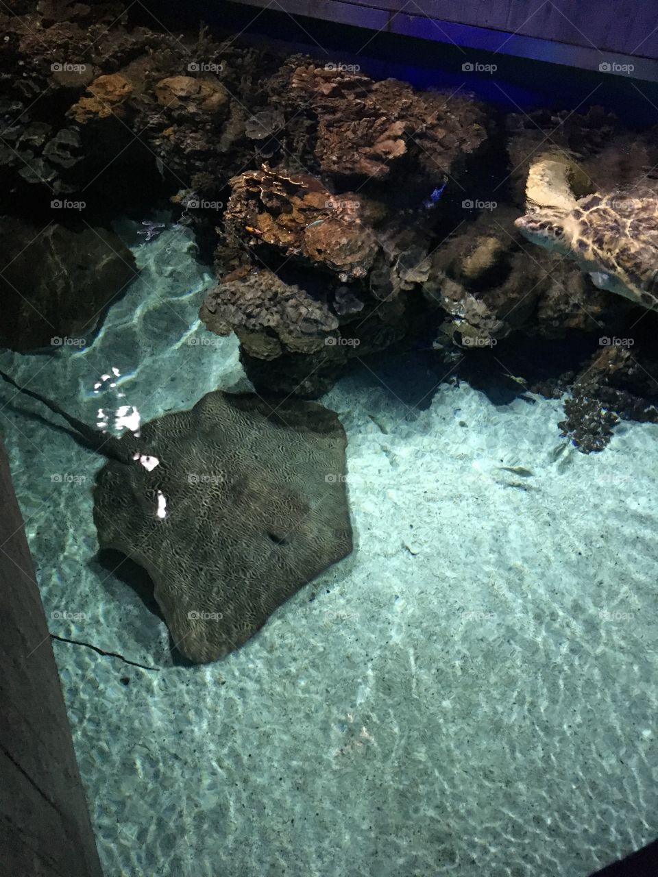 Large stingray at the aquarium 