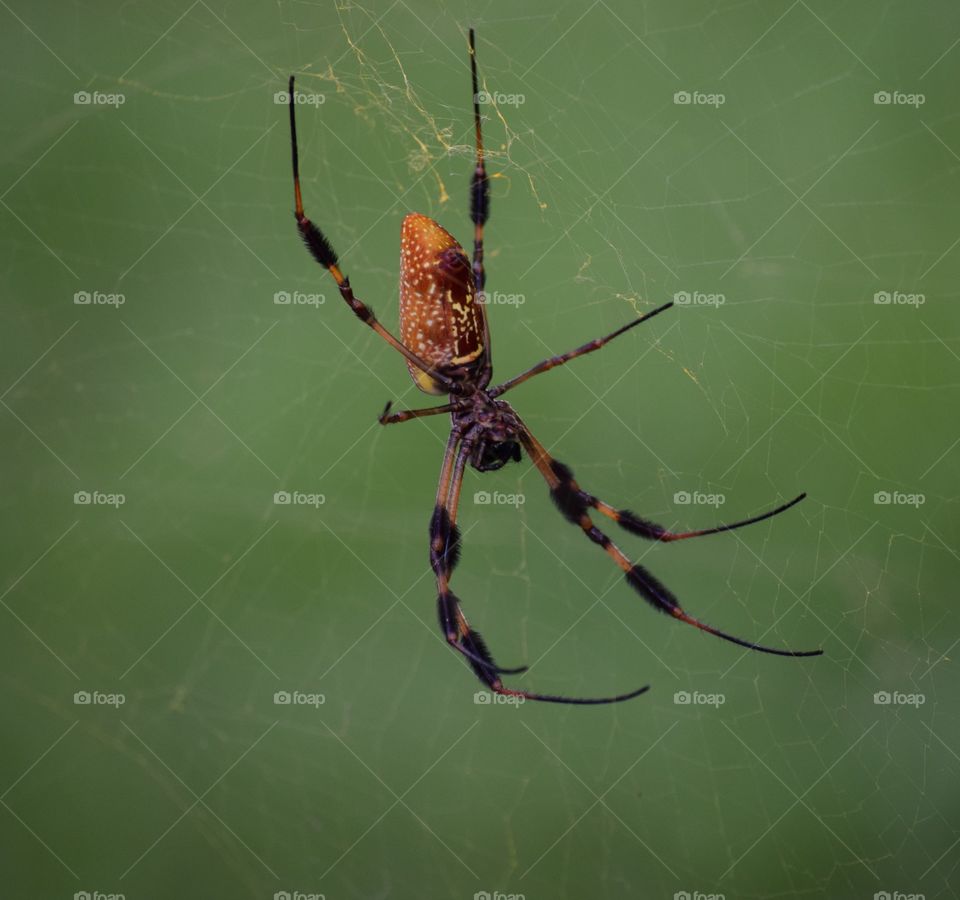 Underside of a banana spider in its web