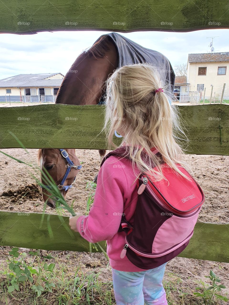 child feets the horse