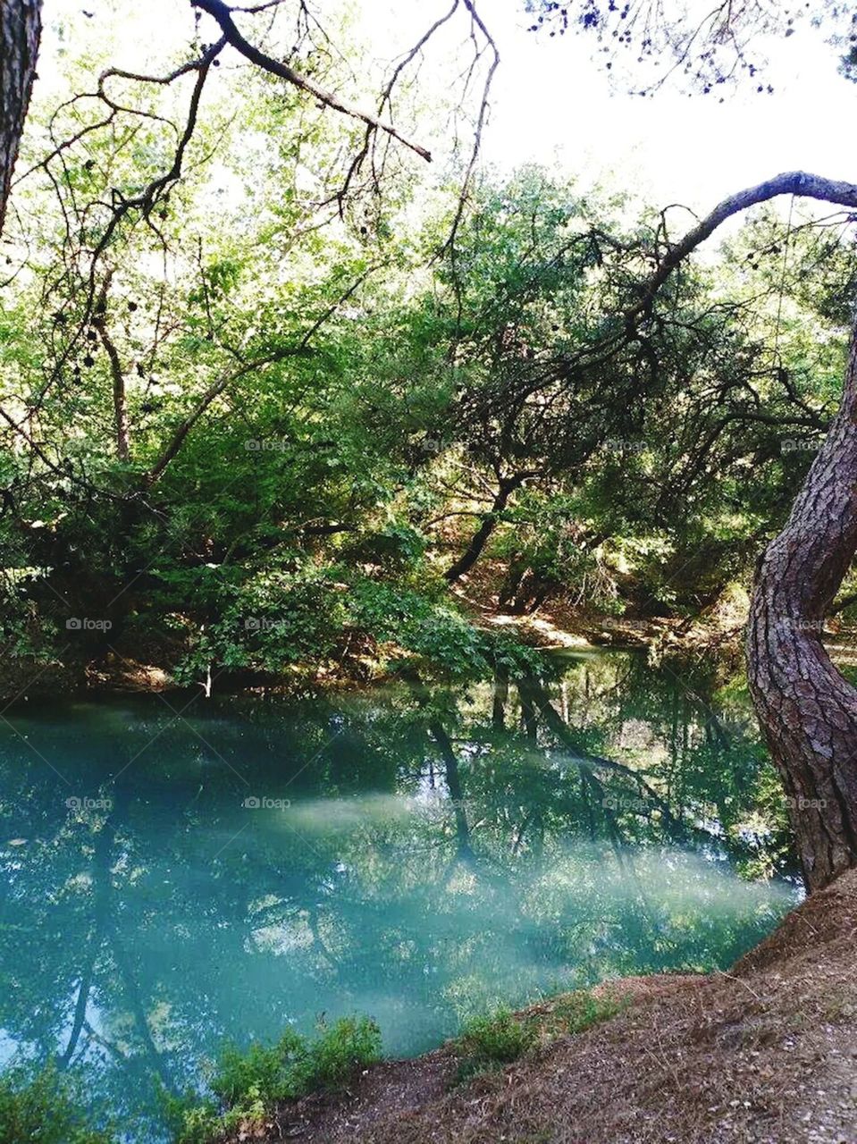 Tree, Nature, Water, Wood, Landscape