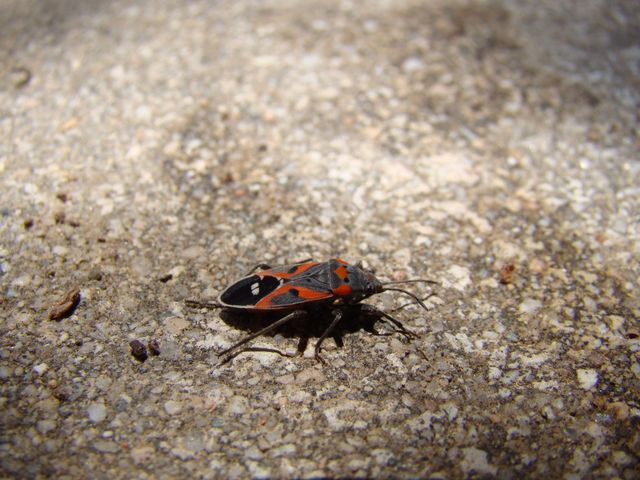 Black and orange bug 