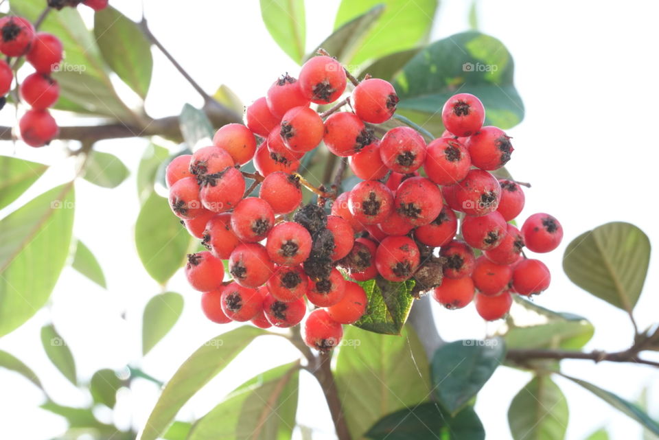 Late Cotoneaster 
Spring
California Flowers