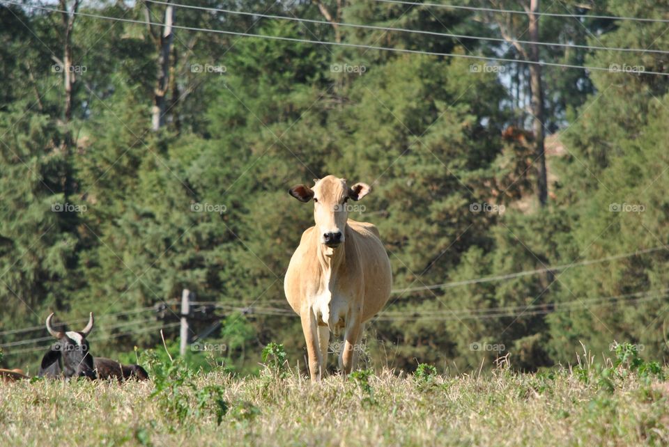 Mammal, Grass, Animal, Wildlife, Nature