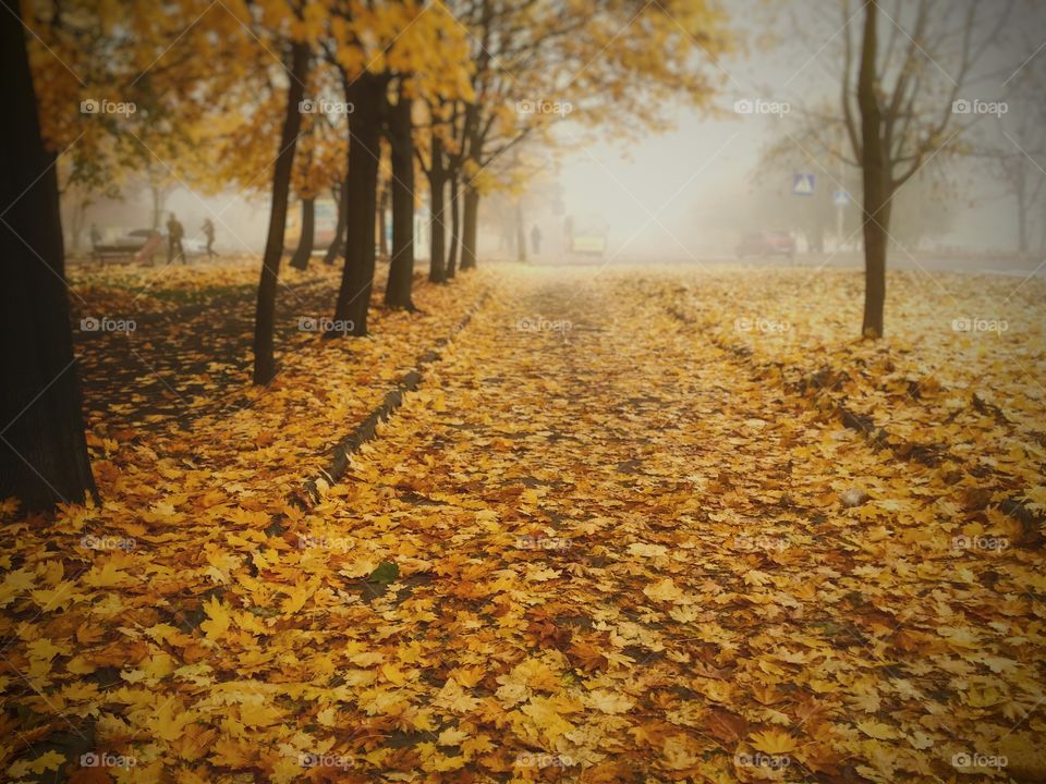 Fall. Yellow leaves. 