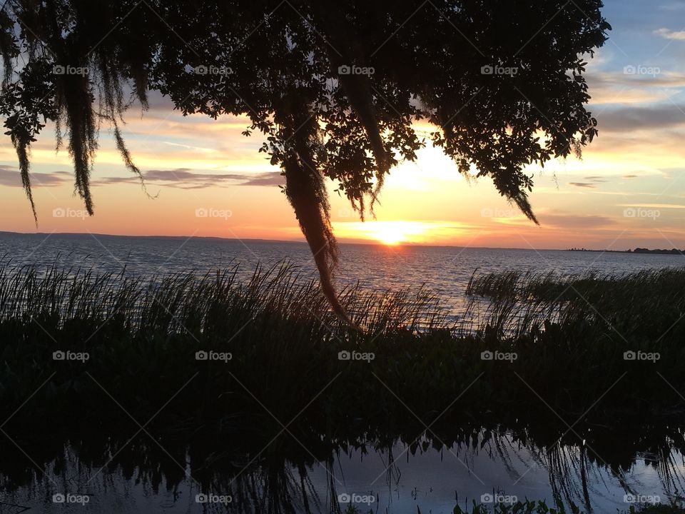 Beautiful sunset with the sun through the moss and tree