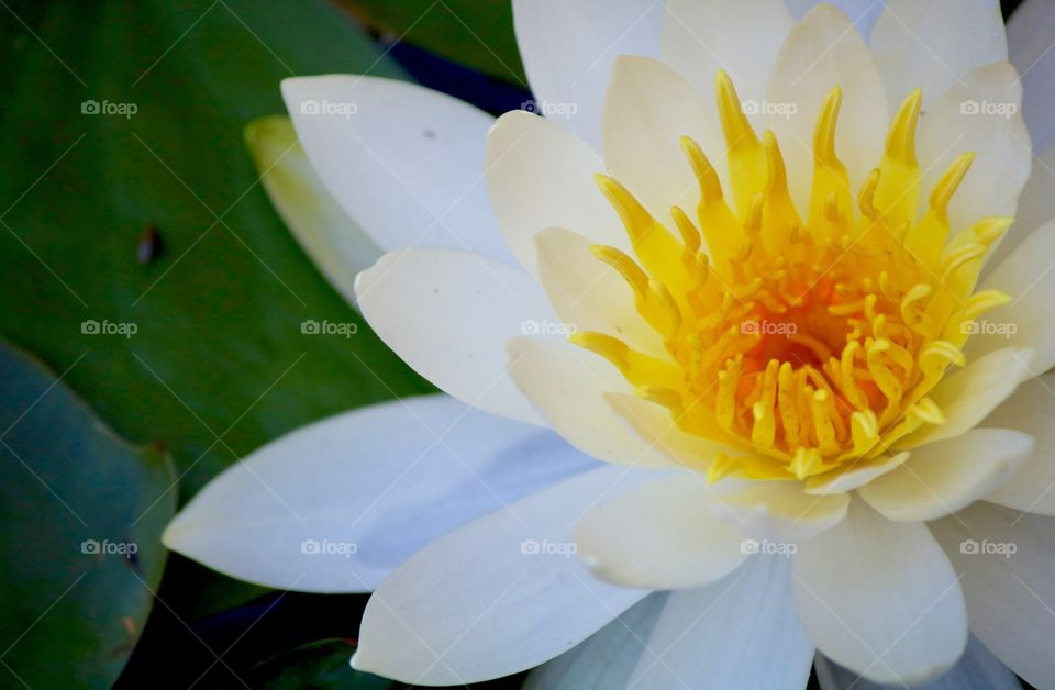 White water lily 