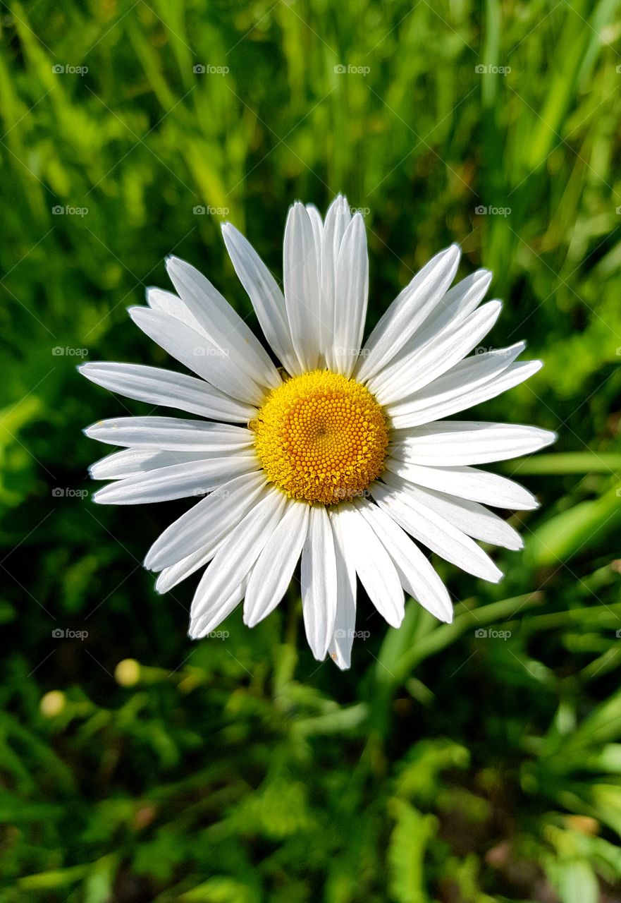 Pretty Daisy