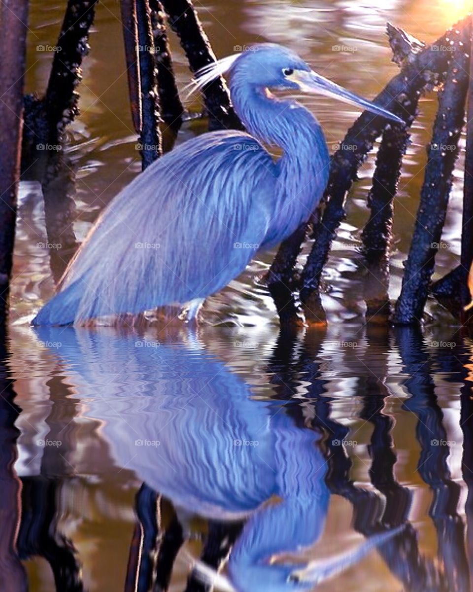 Little blue heron and reflection