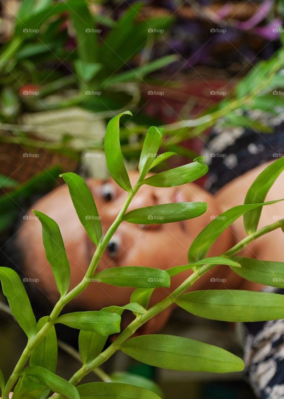 orchids dendrobium plant and woman take a rest