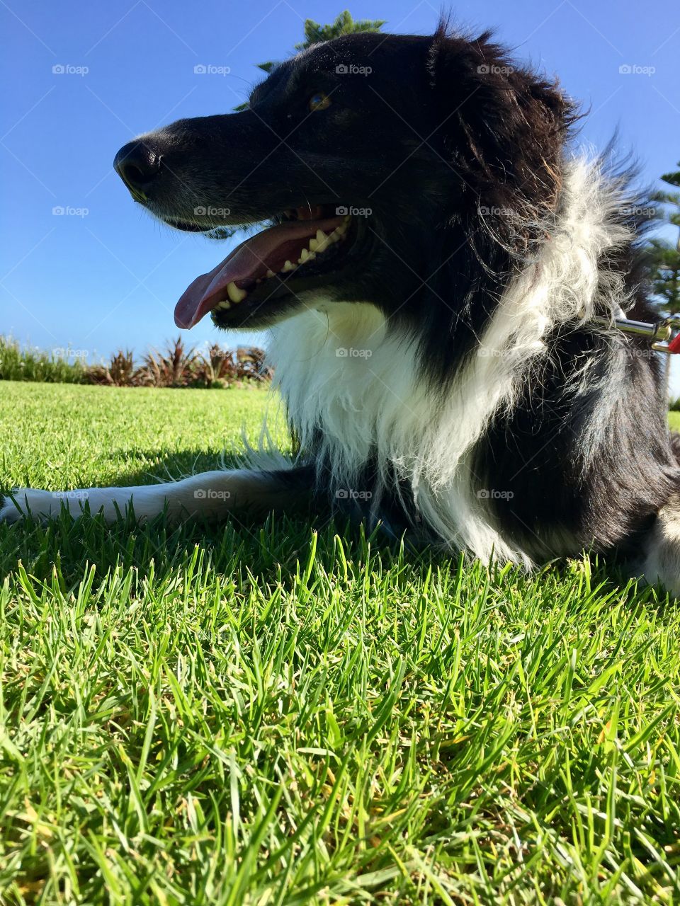 Border collie sheepdog side view laying on grass tongue out