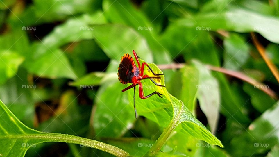 Nature red bug into the wild