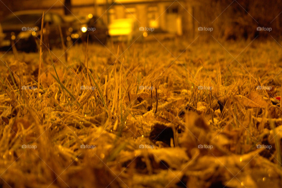 frozen grass and leaves in a city at night