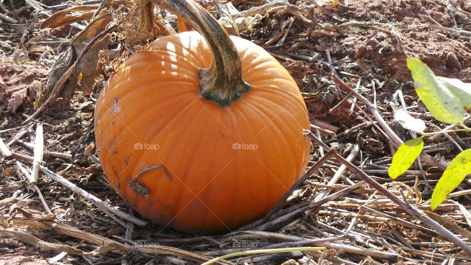 Close-up of a pumpkin