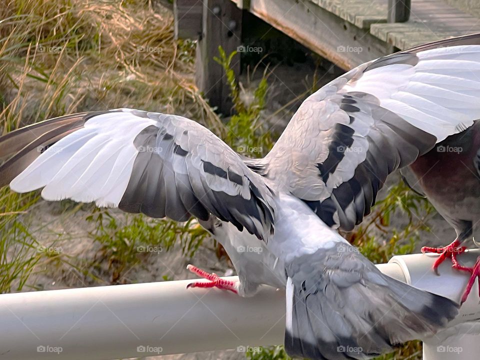 Pigeon With Wings Spread