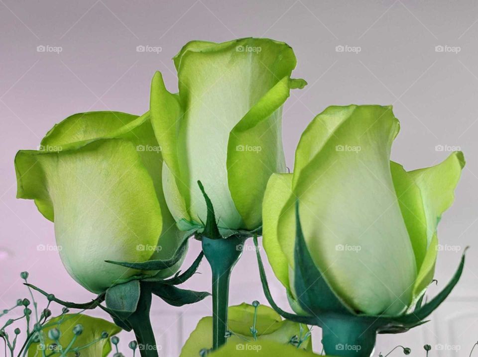 Green roses