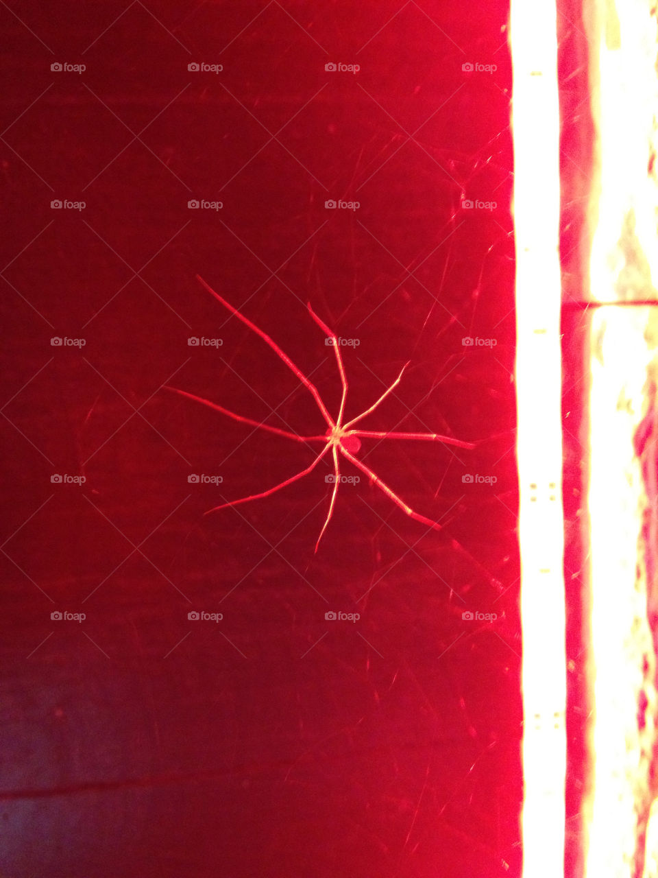 spider insects net by lanocheloca