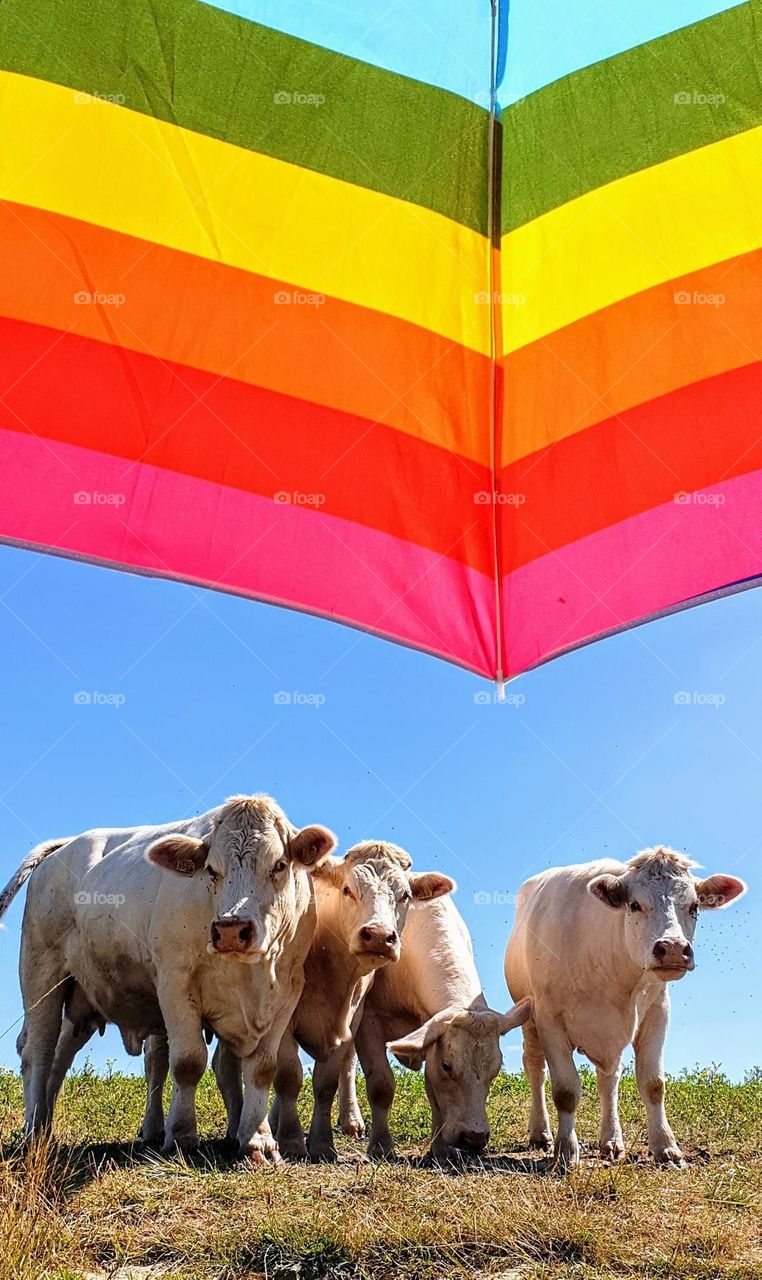 4 funny curious white cows underneath a bright rainbow colored sun umbrella with blue sky and grass