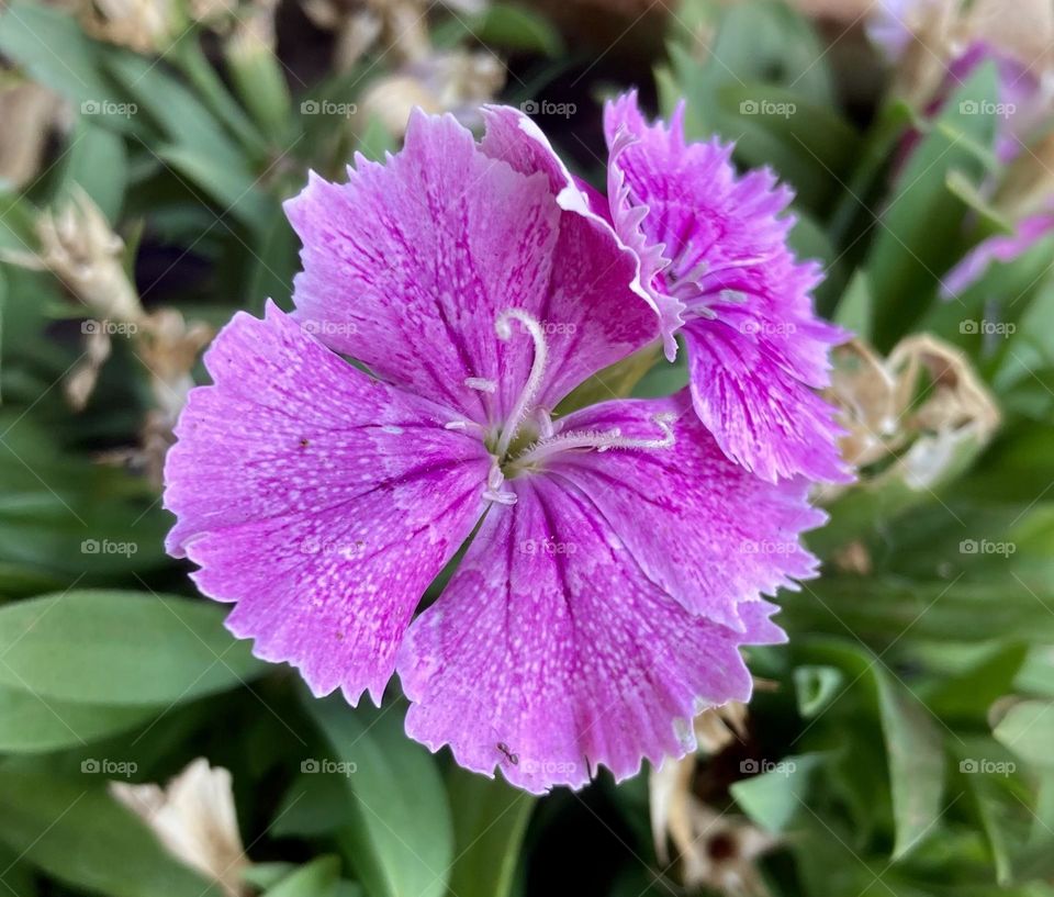 🌹 🇺🇸 Very beautiful flowers to brighten our day.  Live nature and its beauty. Did you like the delicate petals? / 🇧🇷 Flores muito bonitas para alegrar nosso dia. Viva a natureza e sua beleza. Gostaram das pétalas delicadas? 