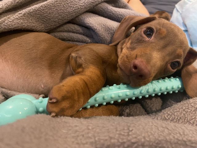 Sleepy puppy