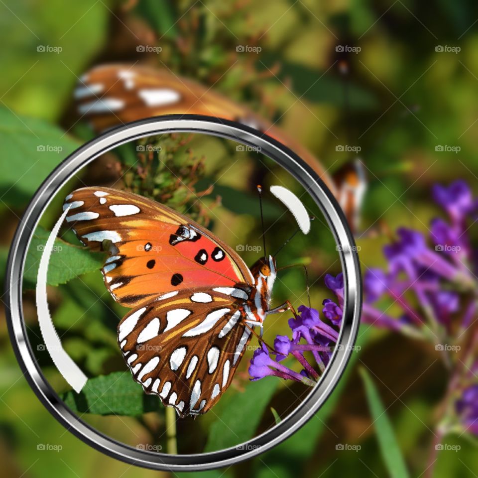 Close-up of butterfly on flower