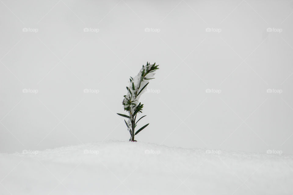 Small plant popping up in snow