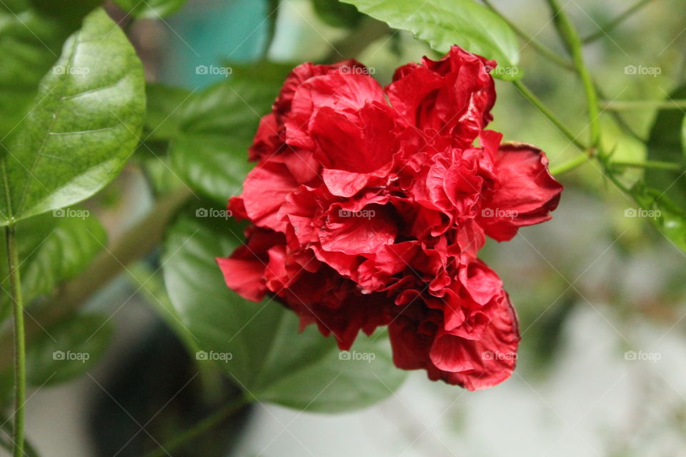 Red Chinese rose