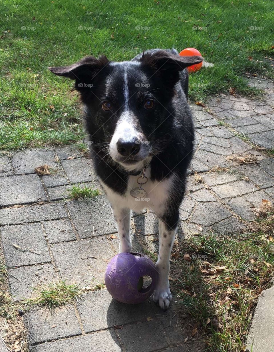 Piper the border collie playing with a ball. He’s very good at posing and modeling. 