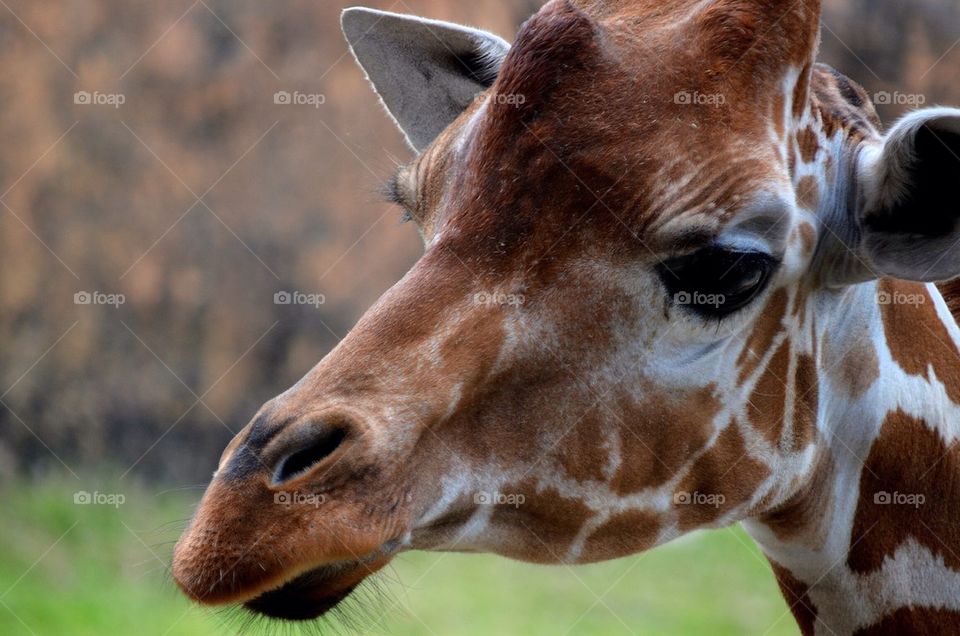 Close-up of giraffe