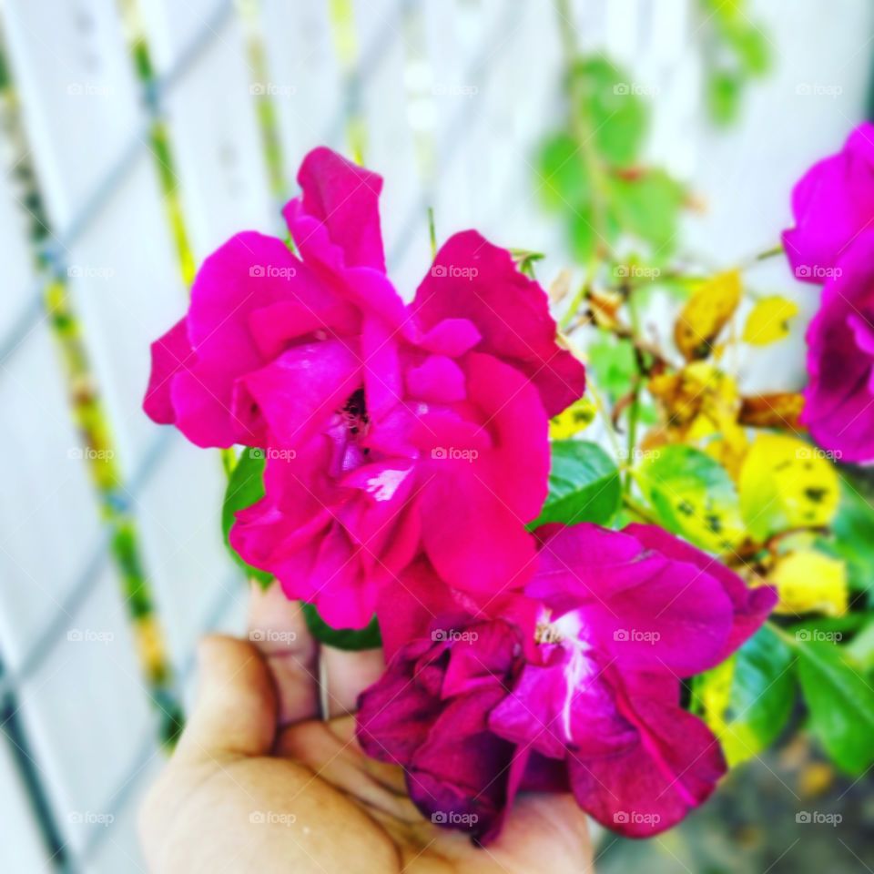 Some precious pink flowers found in my front yard, lay delicately in my palm. 

Taken on: May 27th, 2018
Using: 16MP Essential phone camera