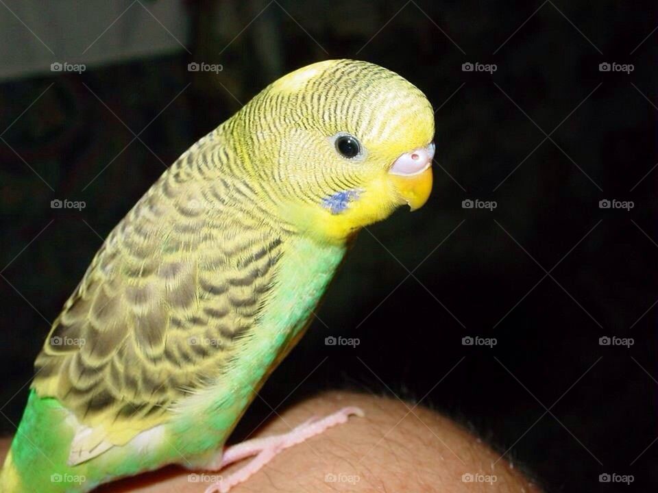 Parakeet