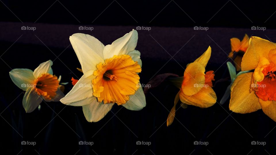 Daffs. Furzton Park, spring has sprung, daffodils in the evening 
