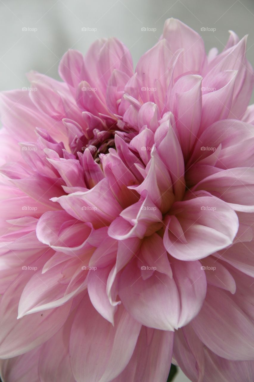 Flower, Dahlia, pink 