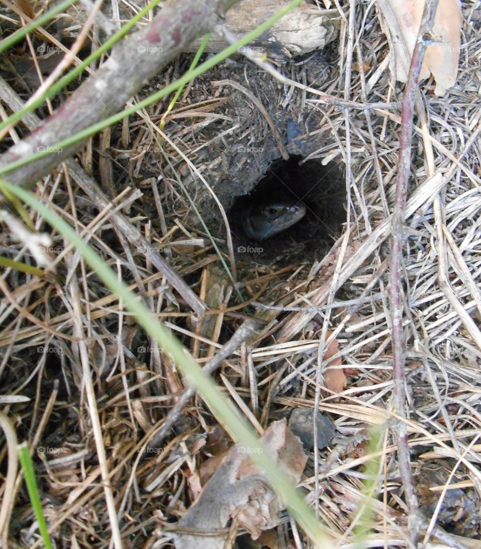 Nest, Bird, Nature, Wildlife, Ground