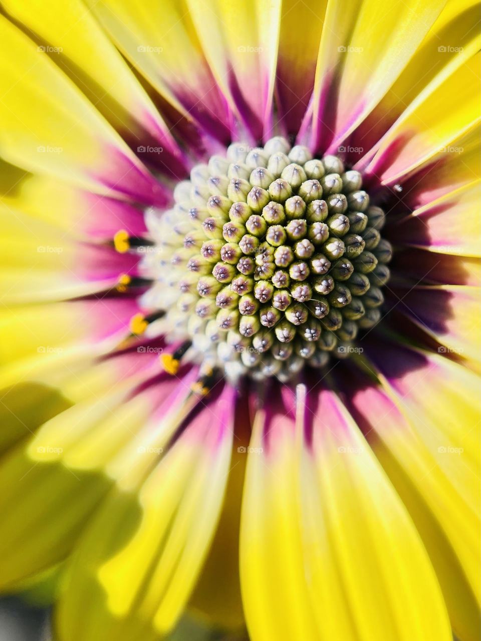 Close up shot of Osteospermum in the day light 