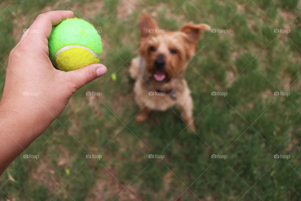 Playing fetch with the dog