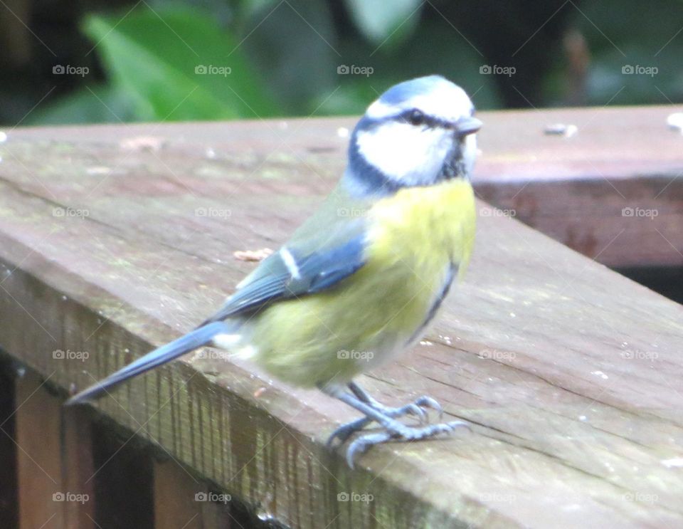 blue tit