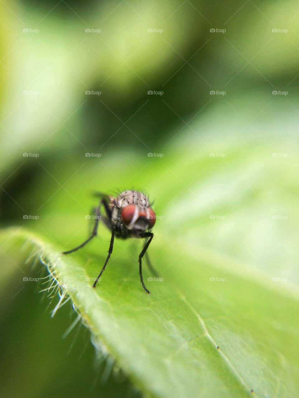 Micro Fly. My attempt at micro photography ... Just learning ...