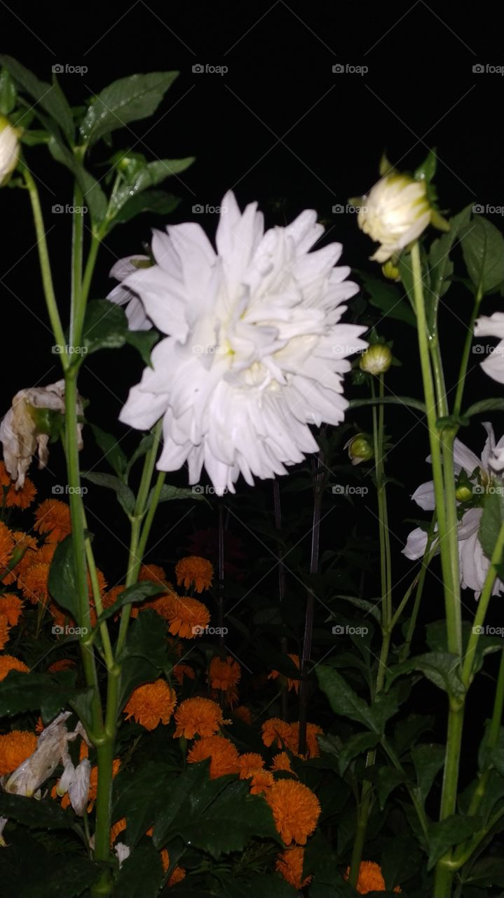 flores na noite