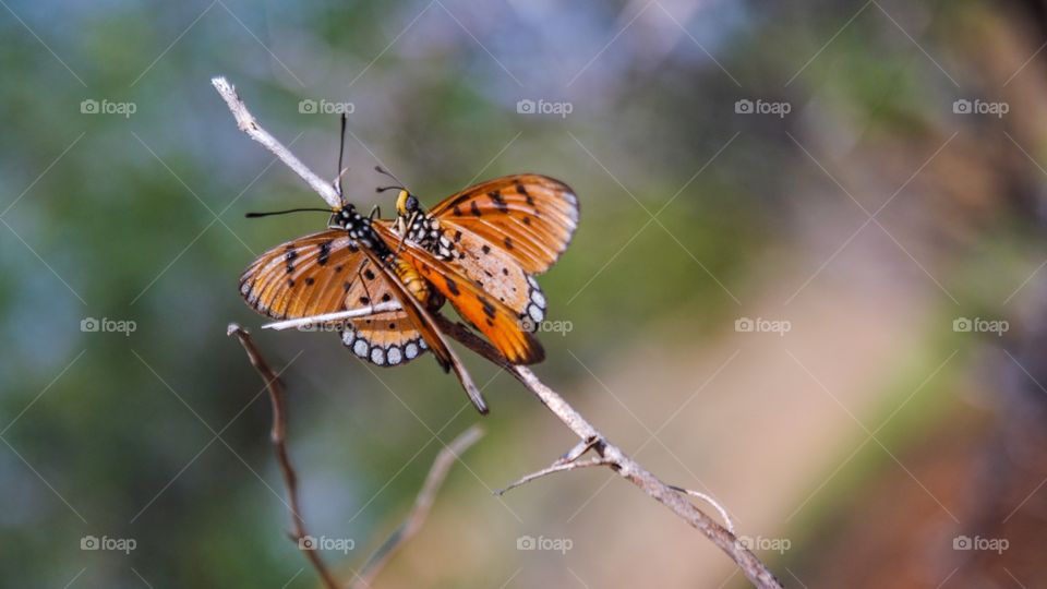 beautiful butterflies 